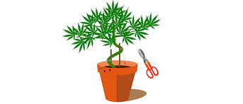 By oldtimer1 (foreward and adaptation by nebula haze) this marijuana grow tutorial is a condensed version of the classic how to keep a bonsai mum article written by the legendary oldtimer1.although the original article was published in 2000, this bonsai training method recently resurfaced and has become popular for hobbyist cannabis growers without a lot of space. How To Grow A Cannabis Bonsai Tree From Scratch Step By Step