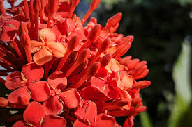 Image result for Ixora sp. A