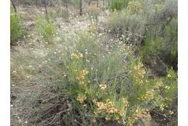 Image result for Phymaspermum