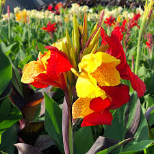 Consider adding special feeders to help attract hummingbirds and butterflies. Canna Cleopatra