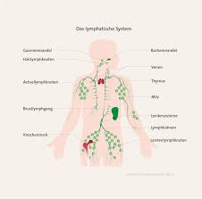 Cll Chronische Lymphatische Leukamie Uberblick