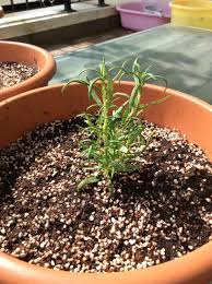 Leaves turn yellow or brown and may drop off: Petunialee How To Grow Rosemary In The Tropics