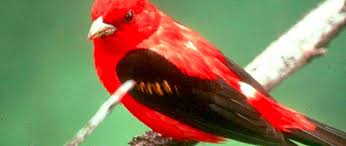 Birds Of Eastern Panhandle Wv Where To Spot 9 Rare And Regal Birds In The Wild Almost Heaven West Virginia Almost Heaven West Virginia