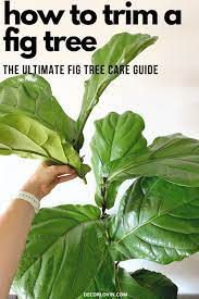 The Ultimate Fiddle Leaf Fig Tree Care Guide Fiddle Leaf Fig Fiddle Leaf Fig Tree Fiddle Leaf Fig Care