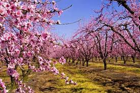 Check spelling or type a new query. Peach Tree Florida King De Groot Inc Perennials Daylilies Fruits Vegetables Shrubs Bulbs