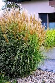 Check spelling or type a new query. 14 Tall Ornamental Grasses And Grass Like Plants For Privacy