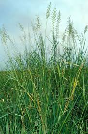 Image result for Echinochloa pyramidalis