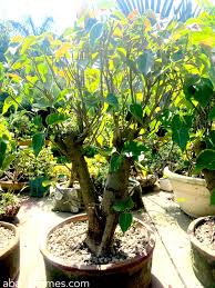 Buy Peepal Tree Bonsai Bonsai Plants Online
