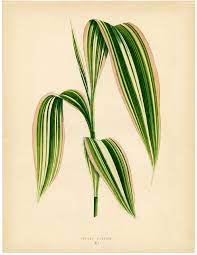 I like that your puzzles have a border and small picture on them. 10 Free Tropical Leaves Printables Instant Art Botanicals The Graphics Fairy