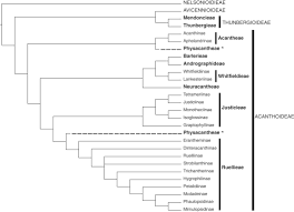 Image result for Isoglossa vulcanicola