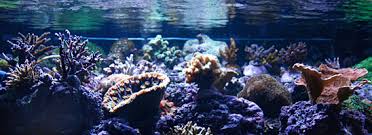 Saltwater Aquarium Lighting Aquarium Lighting Guide Com