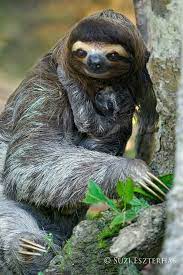 Why Does This Sloth Have A I Want To Speak To The Manager Haircut Https Ift Tt 2nttrly Cute Puppies Cats Animals Three Toed Sloth Sloth Sloth Lovers