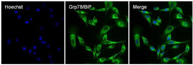 View full statement regarding label licenses. Igg H L Goat Anti Rabbit Alexa Fluor 488 Superclonal 1 Mg Alexa Fluor 488 Sekundarantikorper Ziege Anti Kaninchen Fisher Scientific