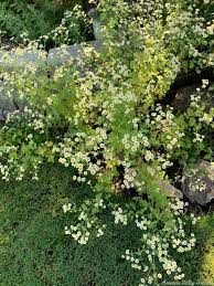 Image result for Feverfew