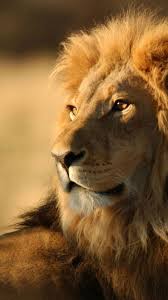 Iphone Ios 7 Wallpaper Tumblr For Ipad Animaux Fond Ecran Animaux Photo Animaux