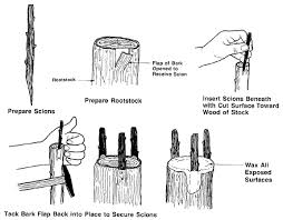 The tree resulting from grafting or budding is essentially the same, only the procedure differs. Grafting And Budding Nursery Crop Plants Nc State Extension Publications