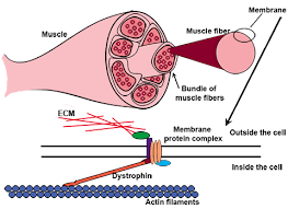 Inherited Disorders Duchenne Muscular Dystrophy Practice