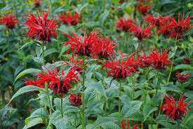 Bee Balm Care In Vermont