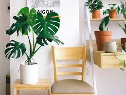 Maybe you would like to learn more about one of these? 11 Most Expensive House Plants Incredible Plants Gardening Tips And Tricks