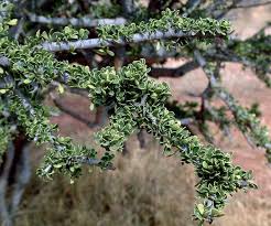 Image result for Boscia filipes