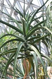 Image result for Aloidendron barberae