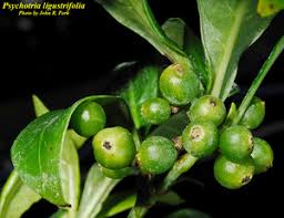 Image result for Landolphia ligustrifolia