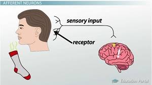 Maybe you would like to learn more about one of these? Types Of Neurons Sensory Afferent Motor Efferent More Video Lesson Transcript Study Com