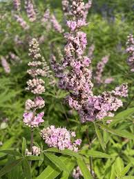 Image result for Vitex patula