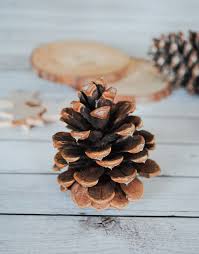 Simply dunk the pine cone into the paint. Super Easy Pinecone Christmas Tree Craft Diy Christmas Tree Crafts