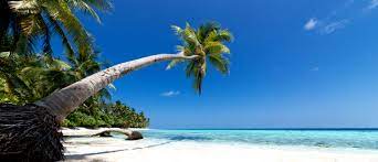 Corona render has 26,604 members. Urlaub Auf Martinique Beste Reisezeit Wetter Sehnswurdigkeiten Uvm