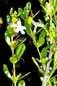 Image result for Freylinia