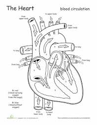 Pin By Seth Martin On Physical Education Worksheets Teaching Biology Anatomy And Physiology Science Worksheets