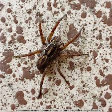 The last thing you want is to open the vacuum up and the blasted thing is still alive! Natural Spider Repellents 8 Ways To Get Rid Of Spiders