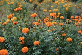 Medical studies showed that marigolds contains. How To Grow Mexican Marigolds Tagetes Erecta