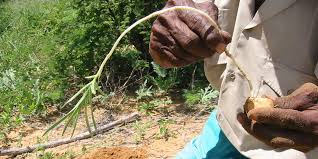 Image result for Walleria nutans