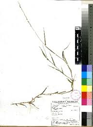 Image result for Sacciolepis africana