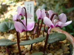 Image result for Cyclamen parviflorum