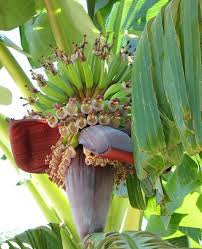 Most of them have beengenetically altered to not have seeds,which prevents the average customer from using one to grow their own plant. Growing Banana In Containers Pots Backyards Agri Farming
