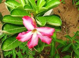 At purative, we strive to evolve the traditional health model into a more proactive path toward personal wellness. Classification Et Valeurs Therapeutiques Des Plantes Ornementales Du Togo