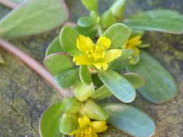 Image result for Portulaca centrali-africana