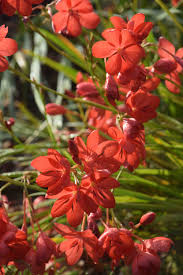 Image result for Hesperantha petitiana