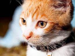 oshejnik ot bloh i kleshej dlya koshek kak pravilno vybrat cats pets cats cat lovers