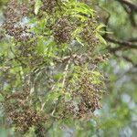 Image result for Heteropyxis natalensis