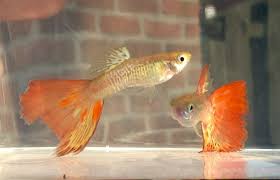 Blonde Redcobra Freshwater Aquarium Fish Guppy Freshwater Fish