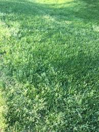 Image result for Poa