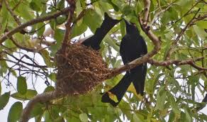 Maybe you would like to learn more about one of these? Bird Watching Tips Field Guide To Australian Birds Birding App Binoculars Spotting Scopes Bird Watching Technique Keeping A Bird Journal Finding A Bird Watching Guide Experience The Wild