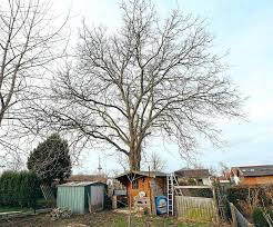 Im hinblick auf die fehlende laufende entstehung sind die kosten nicht umlagefähig (schmid zmr 2004, 794). Kleingartner Wollen Baum Fallen Der Problem Walnussbaum Munster Westfalische Nachrichten