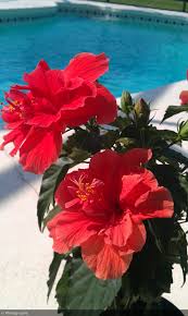 Hibiscus Flower Aesthetic Hawaii Flowers Beautiful Flowers