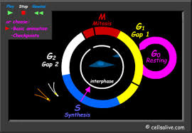 Worksheets are mitosisworklayerspartsflat2, mitosisworkphasesflat7, cells some of the worksheets displayed are mitosisworklayerspartsflat2, mitosisworkphasesflat7, cells alive meiosis phase work answers pdf. Cellsalive Com Study Guide Flashcards Quizlet