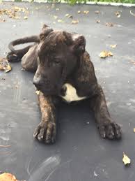 Presa canario cane corso x mastiff 8 puppies for sale 2x tri colour 1 male & 1 female 4x dark brindle 1 male 3 female 2x sandy with all black mask 1 male & 1 female 4 weeks old born 31/05/21 mother can be seen father was stud £250. Presa Canario Puppies For Sale Philadelphia Pa 199850